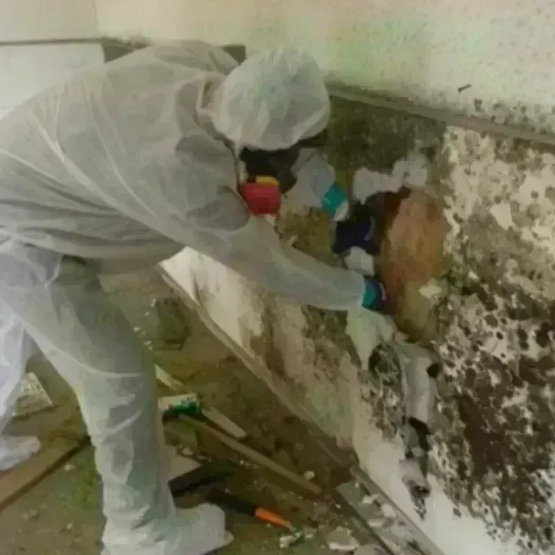 Best Mold Remediation and Removal Service in El Paso, TX